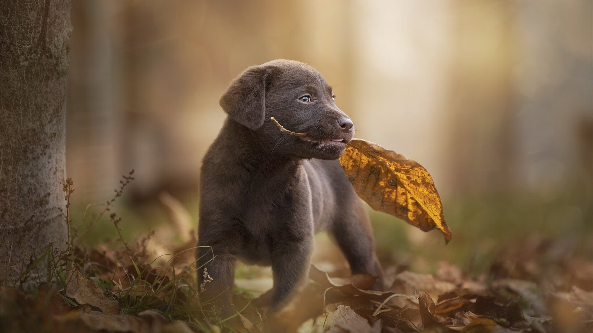 大场面先生与伊比利亚风暴，巴尔韦德的舞台法则与葡萄牙对巴萨的压制之道