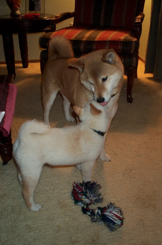 法比尼奥关键先生闪耀,芬兰正面击溃塞内加尔创历史