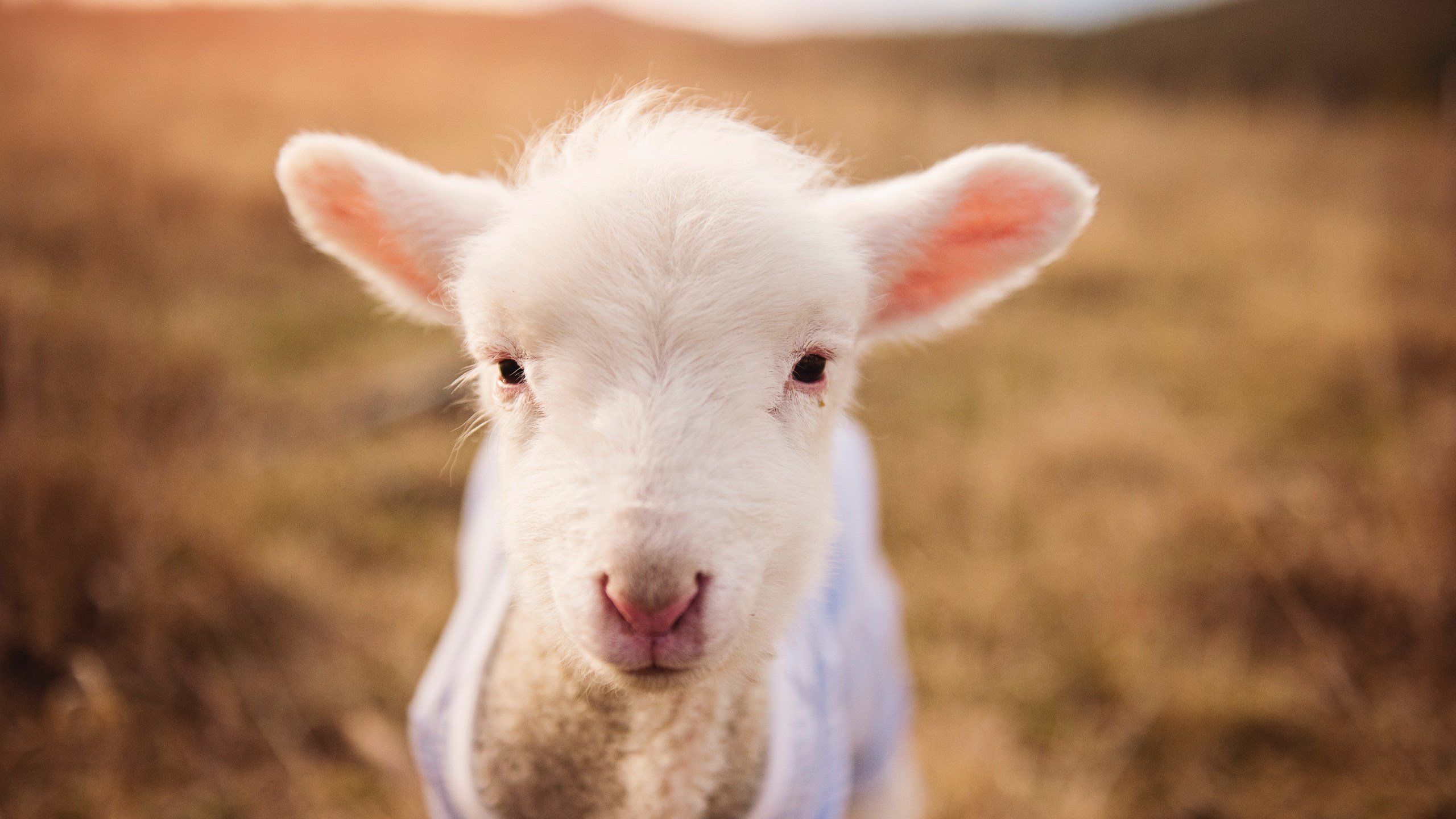 马丁内利关键制胜，现代足球的埃及法老踏平毕尔巴鄂铁壁