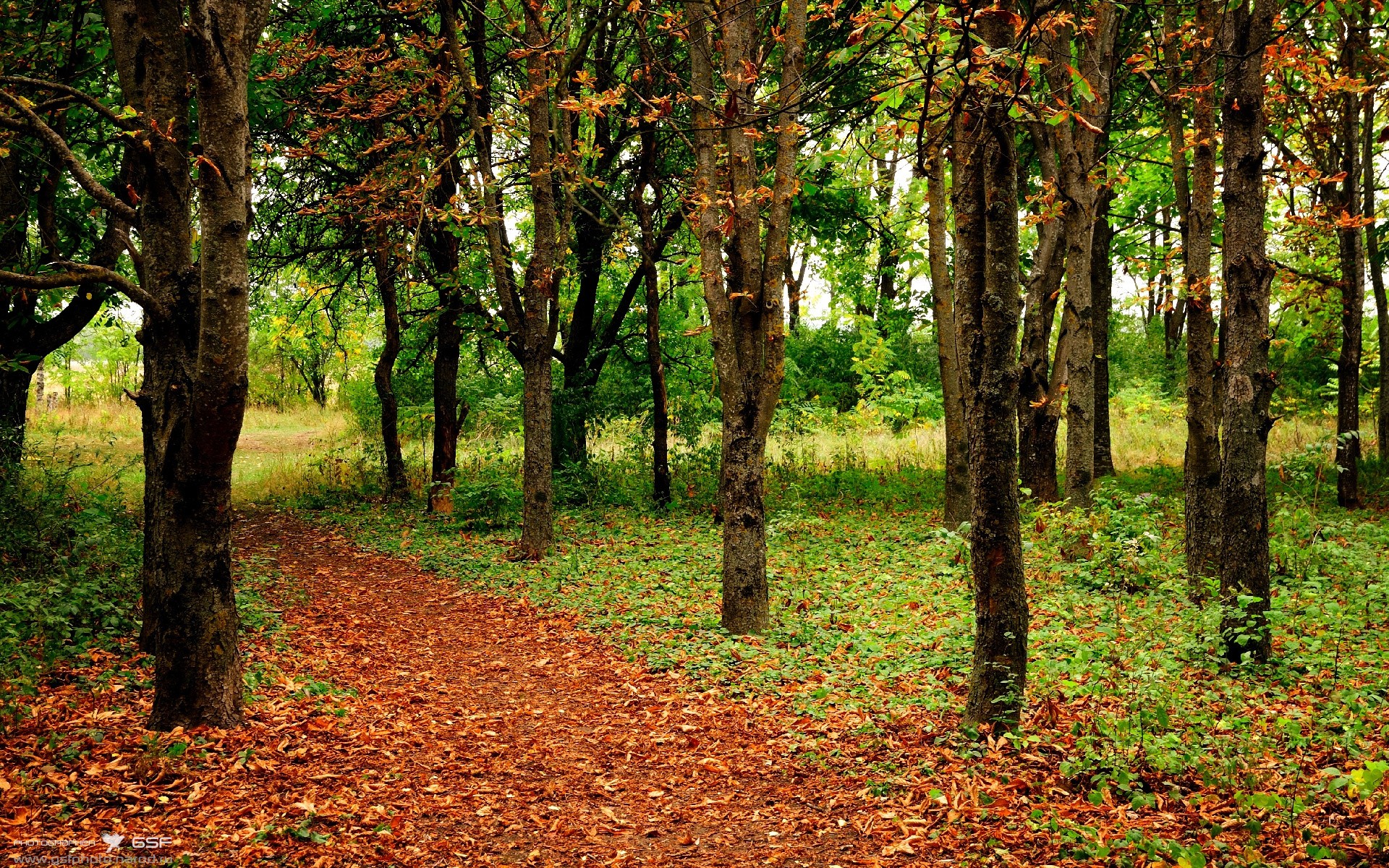 蓝鹰翱翔，拉齐奥打穿巴黎的荣耀之夜