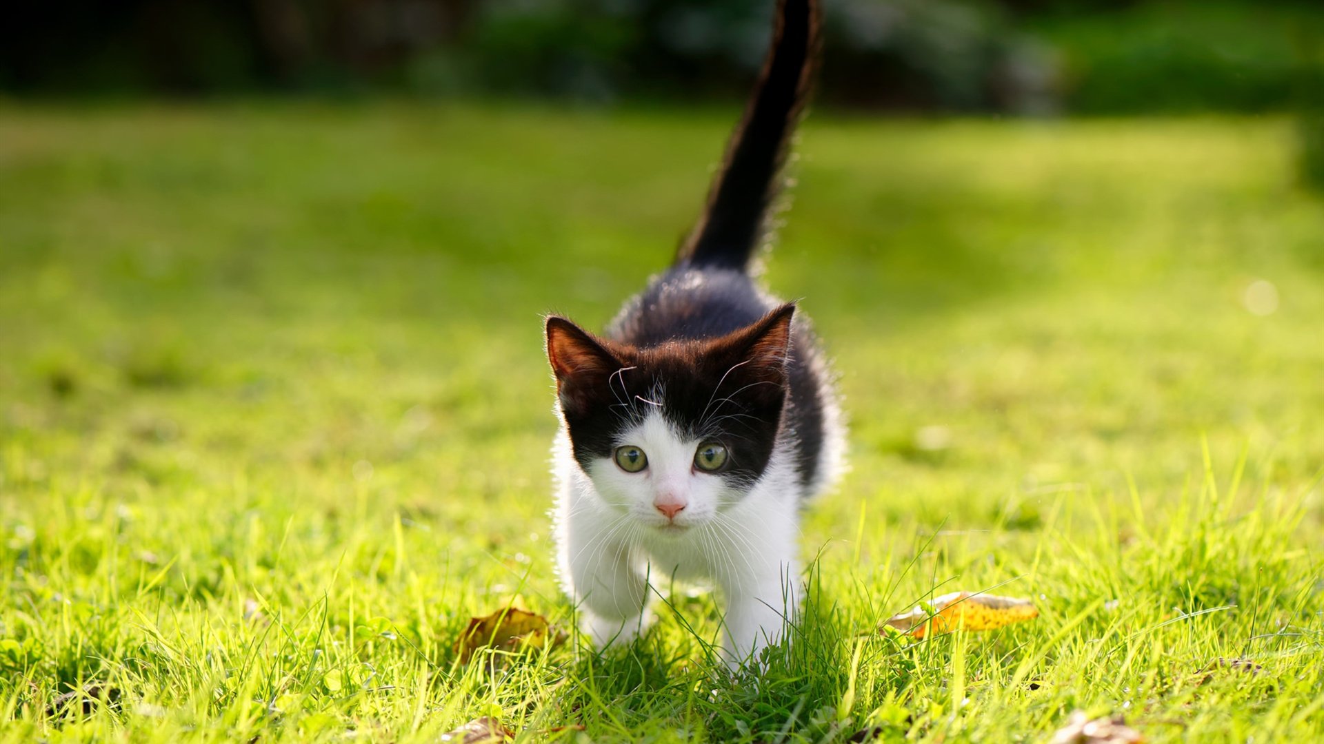 足球外交,内马尔成为关键先生,化解哥伦比亚对伊朗封锁危机