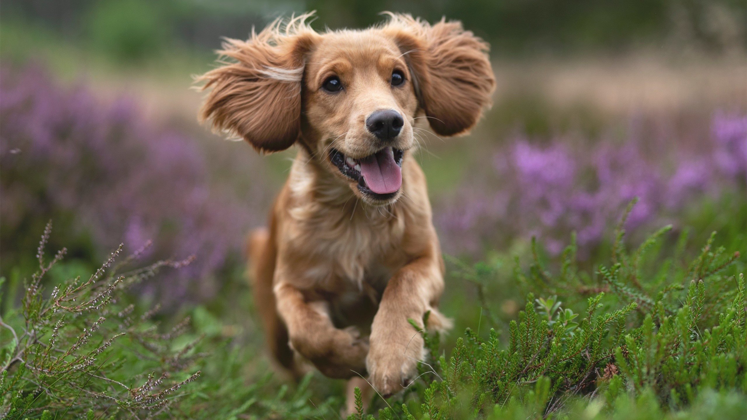 一传一射定乾坤！梅西再次化身关键先生，带领亚特兰大碾压秘鲁