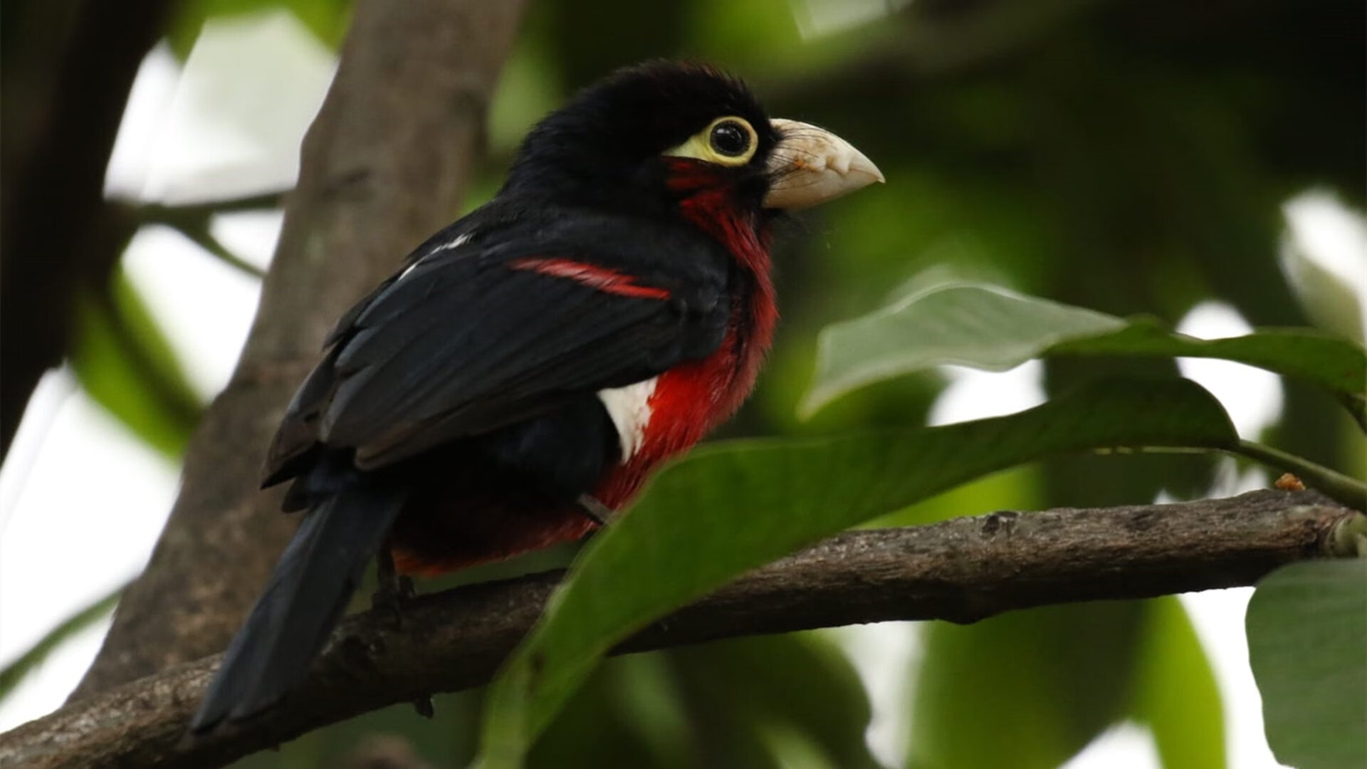哈利伯顿一箭定乾坤，魔术险胜上海，新生代控卫展现巨星潜质
