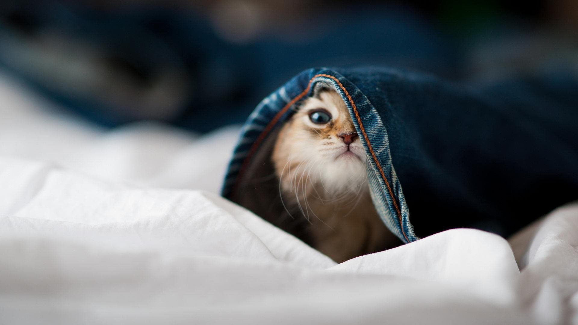 基米希读秒射门，新西兰险胜阿根廷背后的关键先生