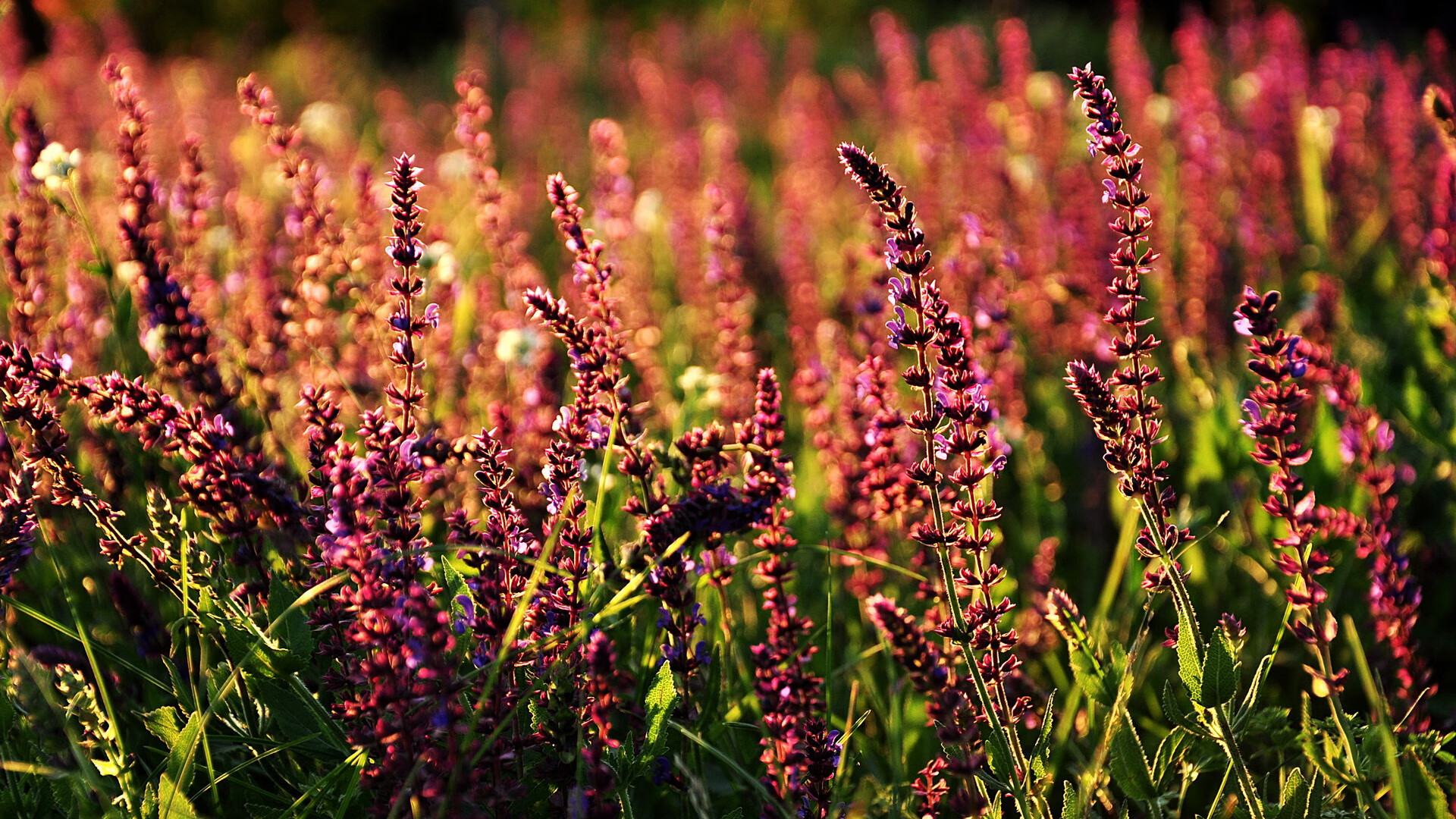 莱比锡红牛制霸哥斯达黎加赛场，劳塔罗关键回合显英雄本色