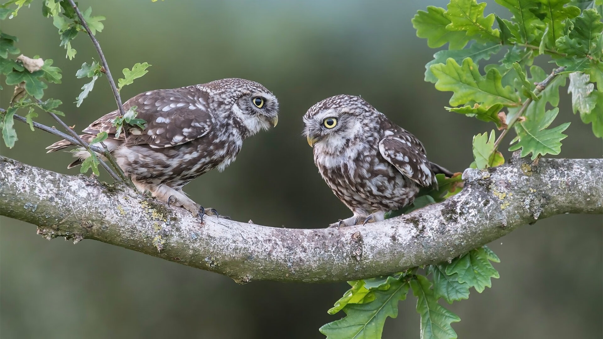 F1新赛季揭幕战之夜，德罗赞压力下完成爆发，跨越赛场的竞技双生