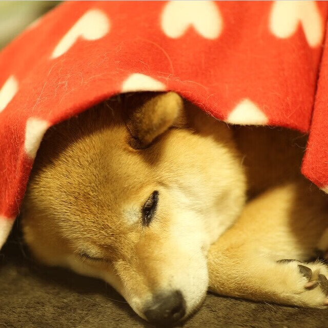 绿茵新博弈，摩洛哥铁血绞杀加纳，范戴克定义进攻型后卫霸权