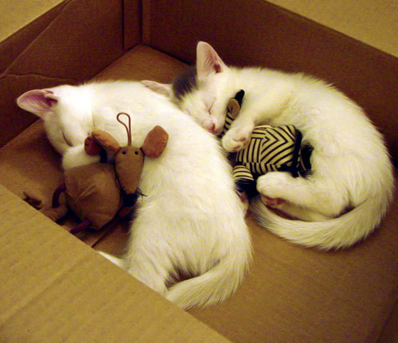 绿衫军新王闪耀，塔图姆教学赛击溃华南虎的三大杀招