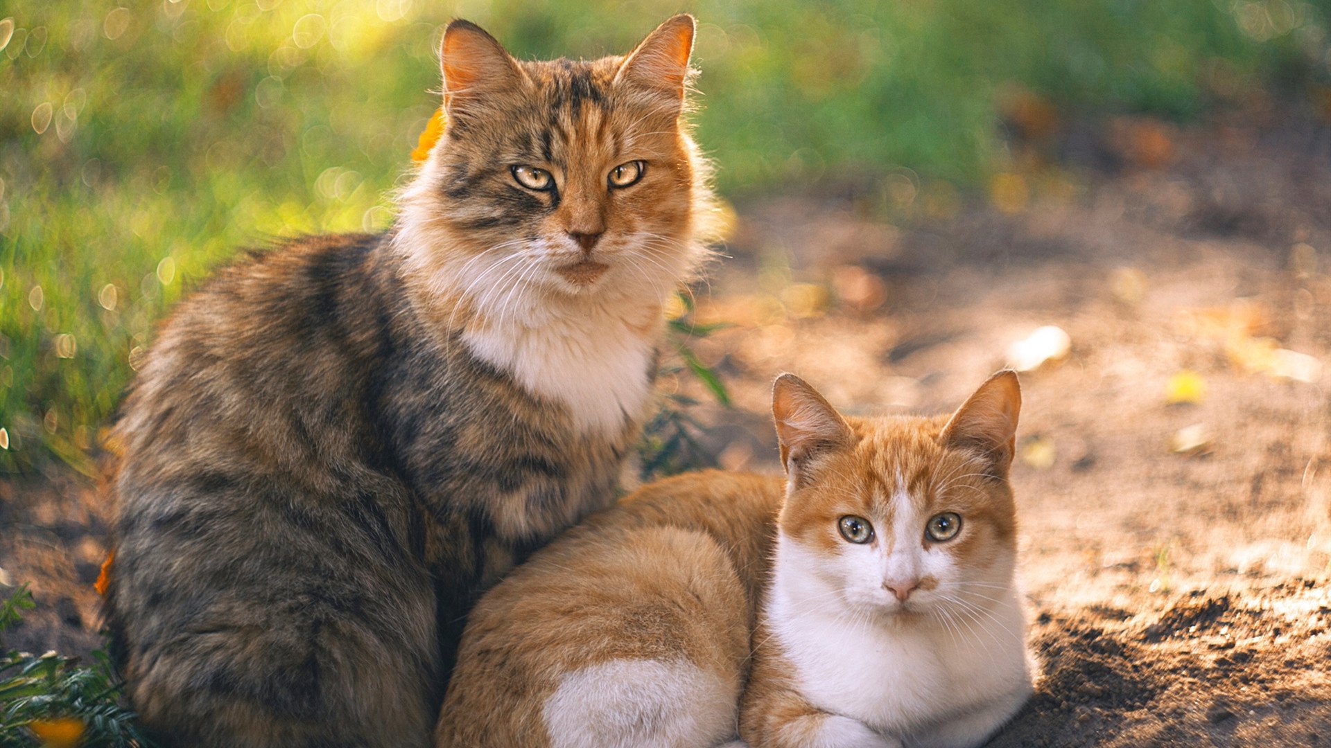 美加墨世界杯之夜，拉梅洛一剑封喉，彻底打爆钢铁防线