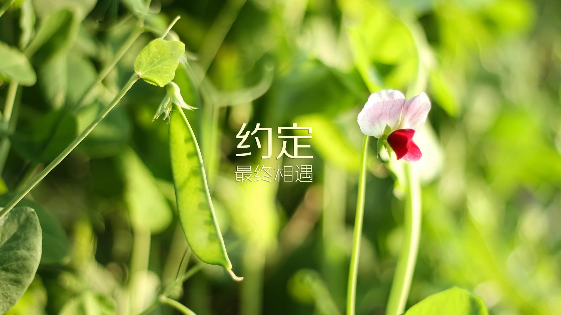阿什拉夫爆发引领摩洛哥,正面击溃巴西创历史