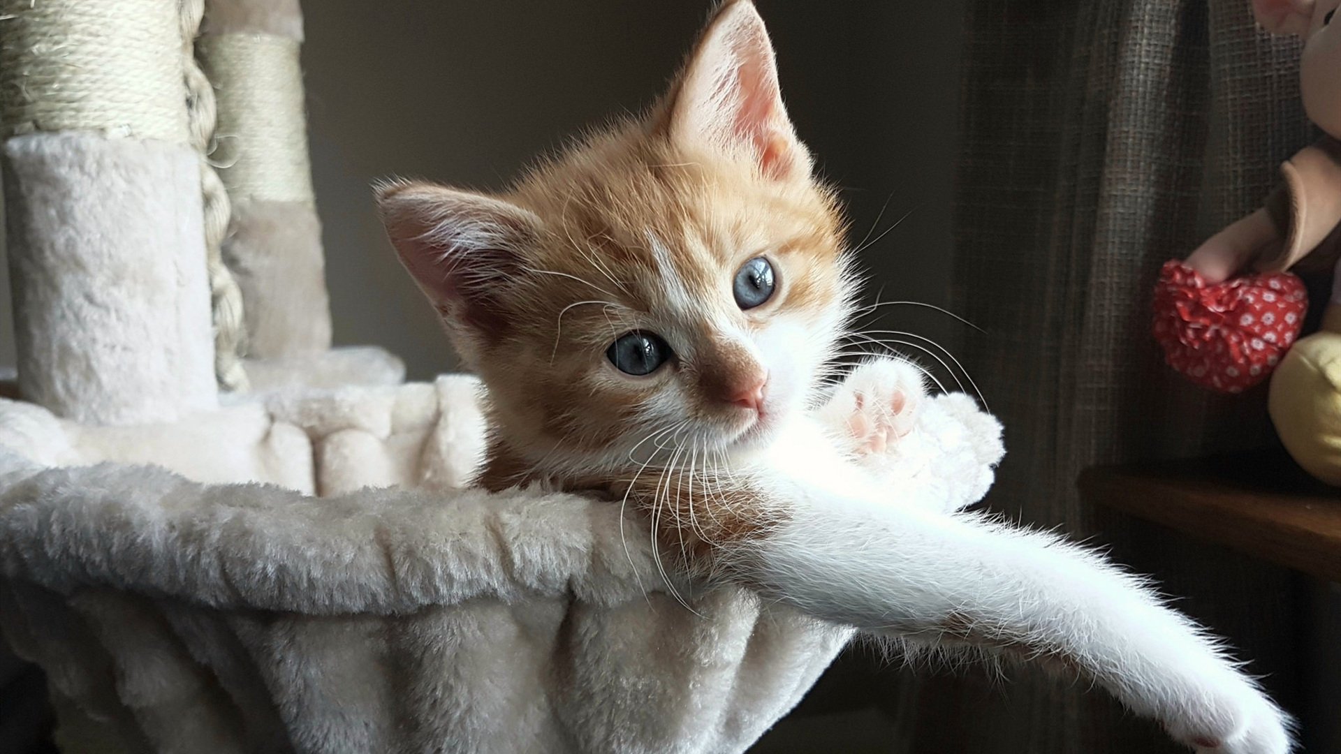 F1之夜与绿茵之魂，在极限的呼吸中，谁完成了自我救赎？