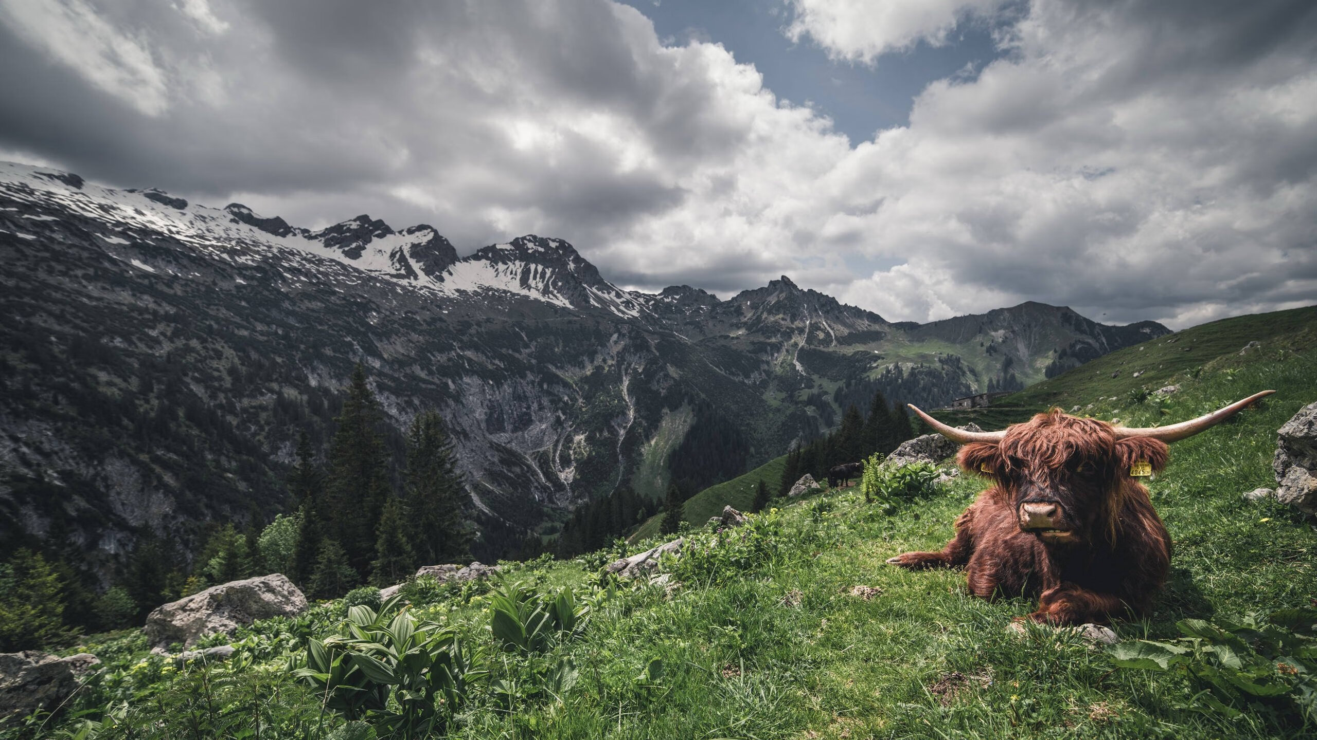 绝境王者的诞生，安哥拉末节逆转塞维利亚，德里赫特加冕关键先生