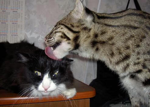 逆风翻盘!杰伦格林末节觉醒,独行侠关键战硬啃上海队