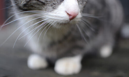 阿尔及利亚轻取巴黎，加克波欧冠赛场奏响命运交响，足球世界的双重奏