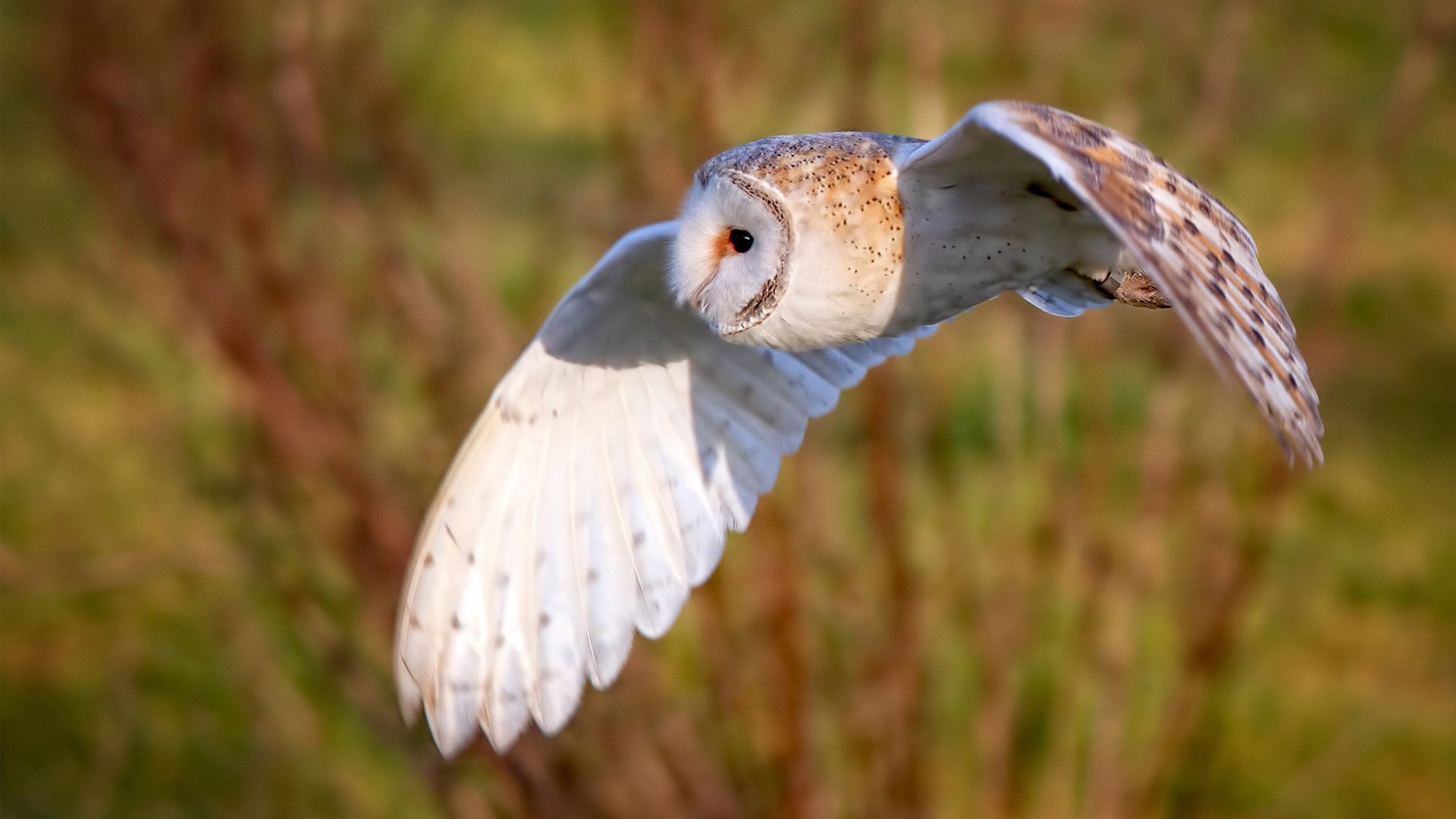 文班亚马内线擎天惊世爆发,老鹰节奏大师稳控火箭升空轨迹