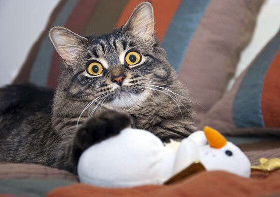 世俱杯决赛-全能中场的时代宣言，从巴尔韦德到那不勒斯的战术革命