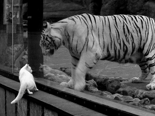 击碎马德里，戈麦斯在巨人舞台上写下新篇
