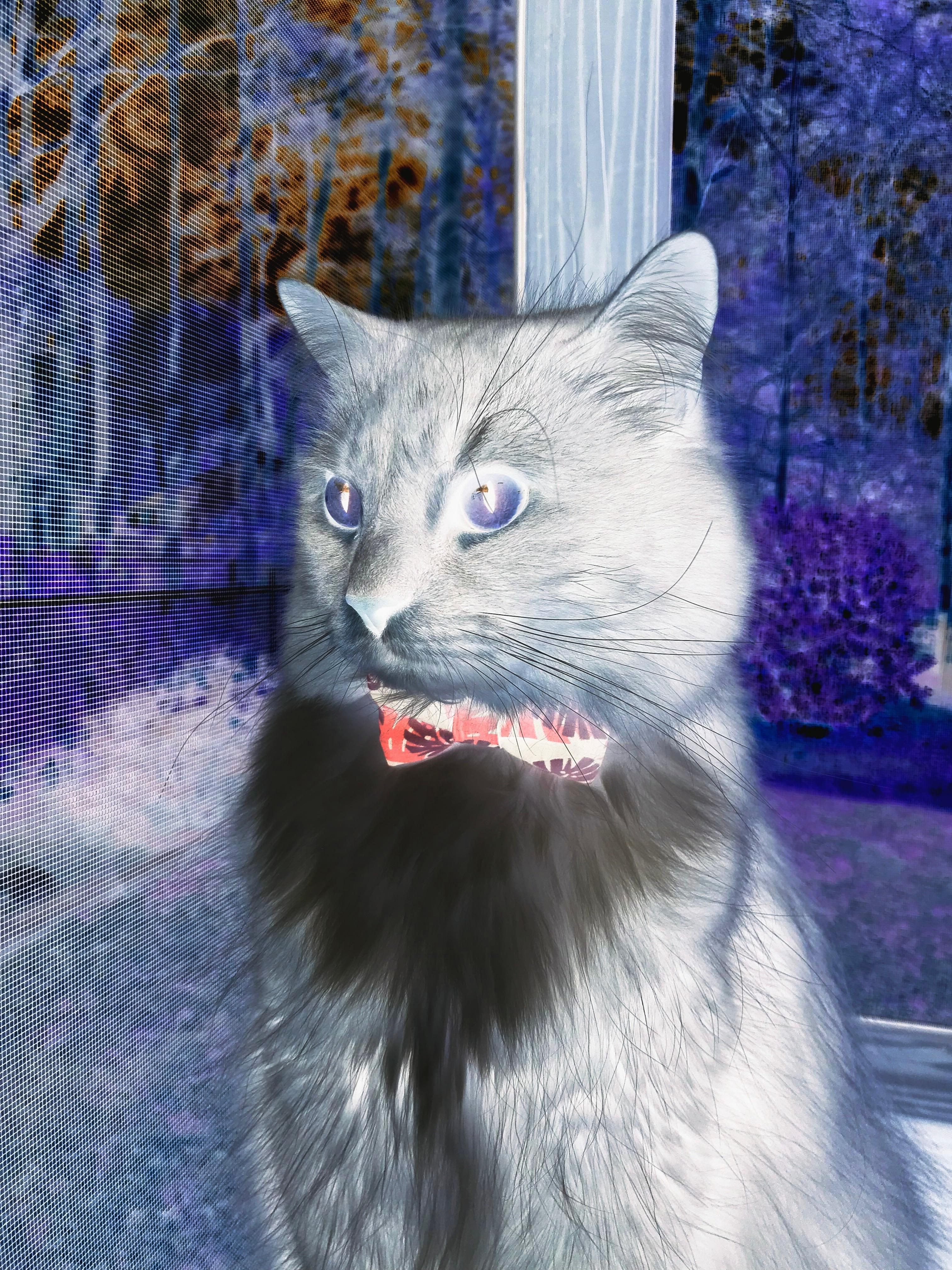 巨星定律与团队逆袭，拉文大舞台魔咒再现，黄蜂加时血战降服开拓者