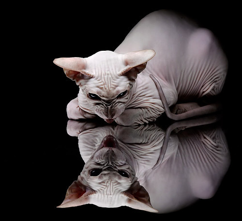 星光黯淡之夜,欧文的闪电战让美加墨世界杯悬念提前终结