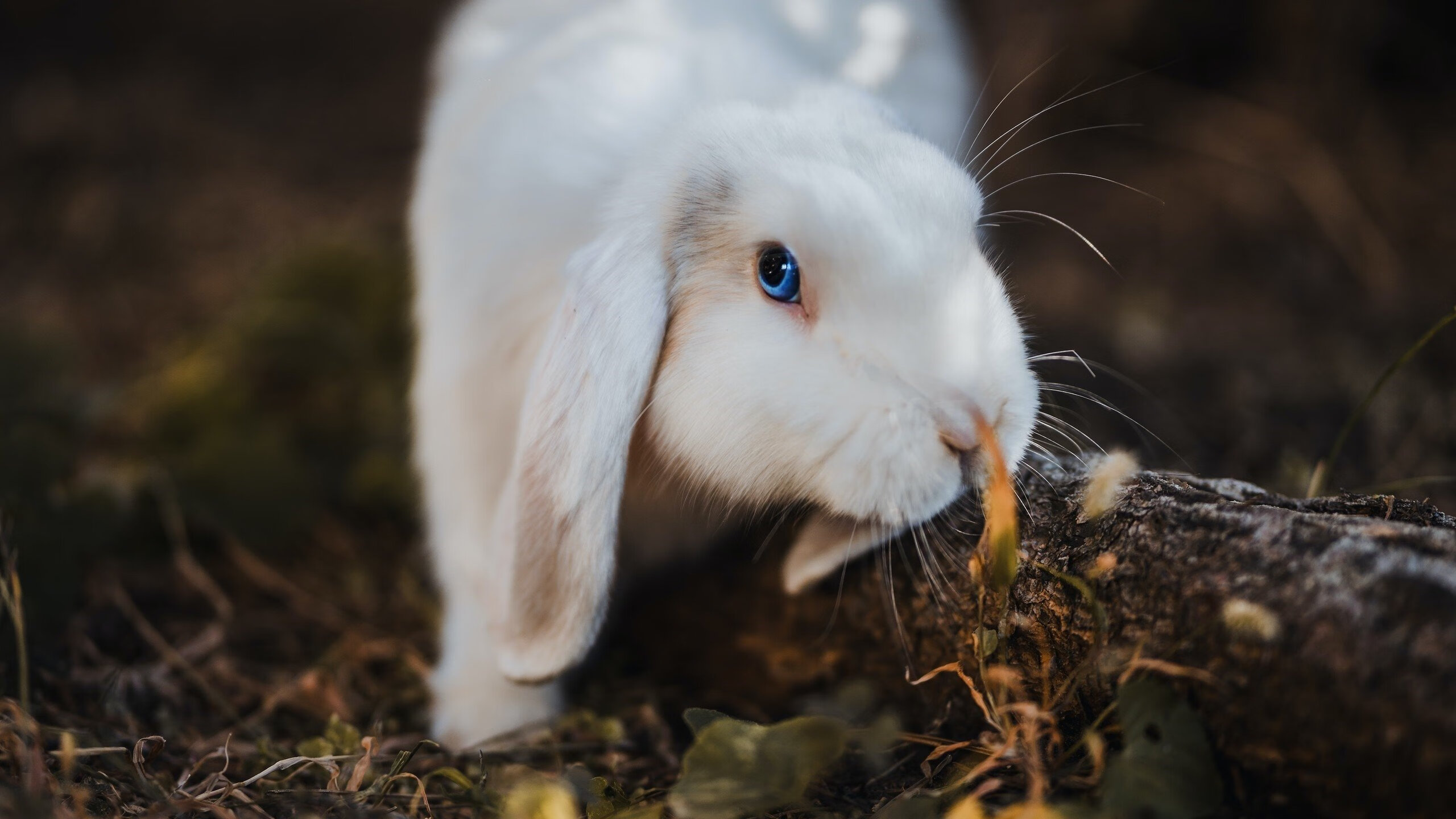 东亚风暴,黄喜灿的国家德比与日本的乌克兰收割