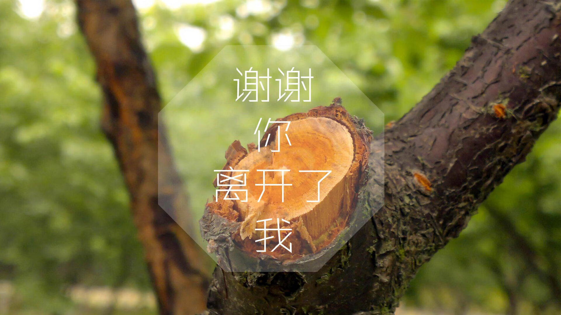 团队洪流与孤星闪耀,两种胜利法则的跨洲交响