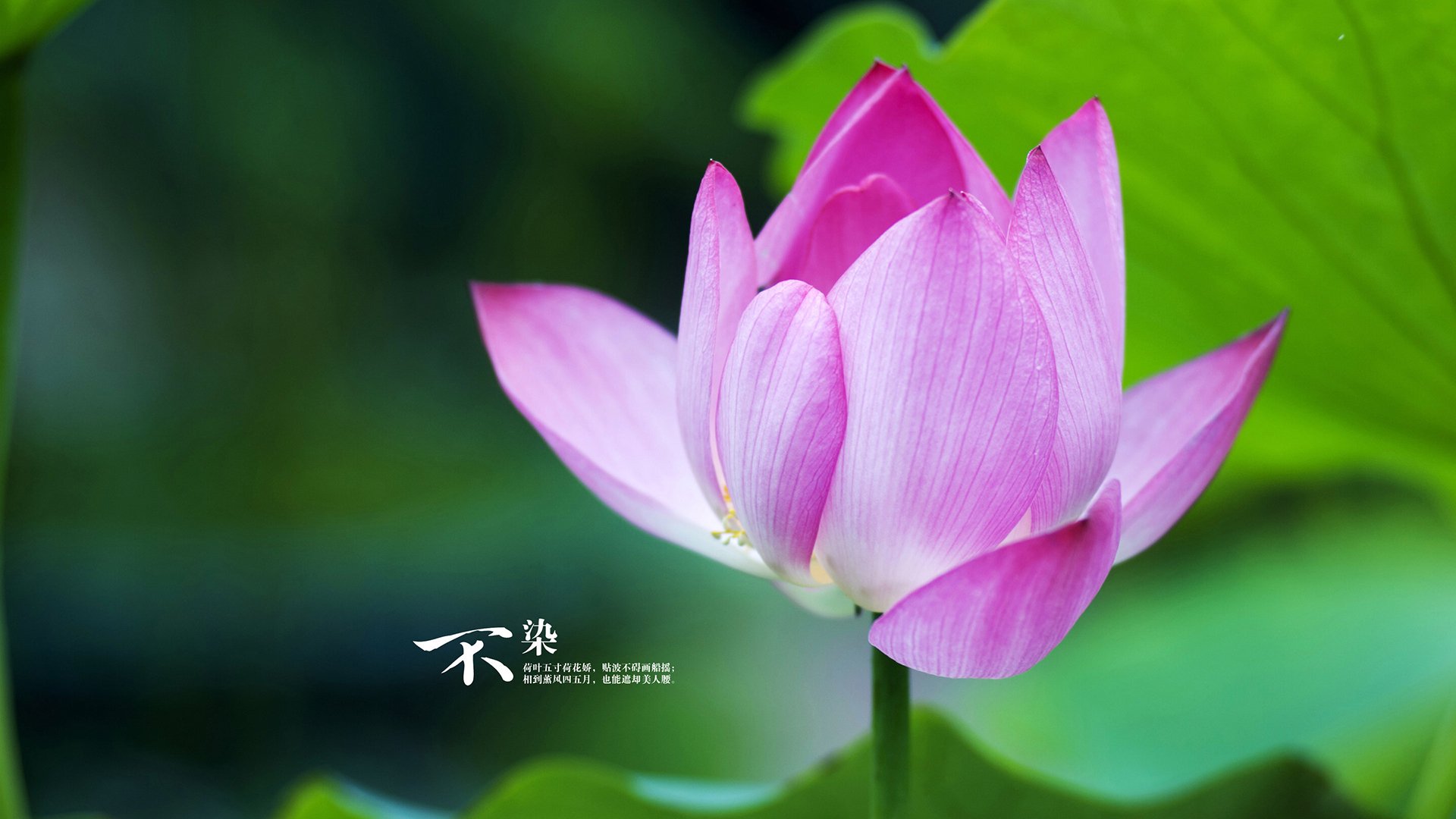 德甲争冠焦点战激战正酣,美国决胜局力克新西兰,体育世界的双重奏