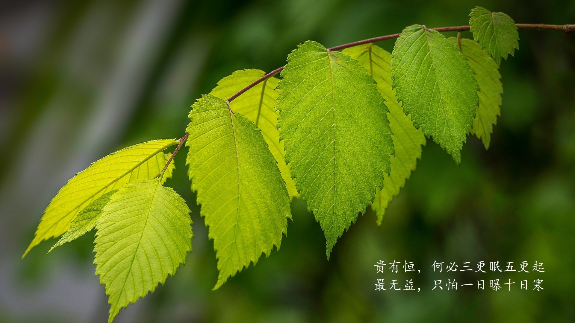 2026世界杯B组关键战，沙特阿拉伯上演惊天大胜，加维逆境带队取胜，死亡之组悬念重生